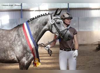 Anglo-Arabo, Stute, 12 Jahre, 166 cm, Schimmel