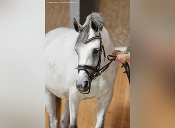 Anglo-Arabo, Stute, 12 Jahre, 166 cm, Schimmel
