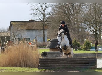 Anglo-Arabo, Stute, 12 Jahre, 166 cm, Schimmel