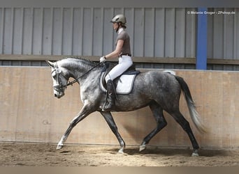 Anglo-Arabo, Stute, 12 Jahre, 166 cm, Schimmel