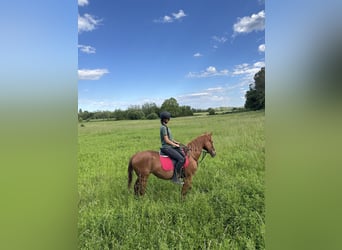 Anglo-Arabo, Stute, 14 Jahre, 155 cm, Fuchs