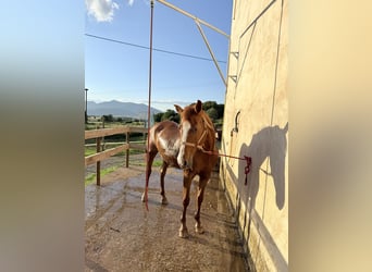 Anglo-Arabo, Stute, 14 Jahre, 155 cm, Fuchs