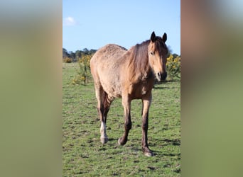 Anglo-Arabo, Stute, 17 Jahre, 162 cm, Buckskin