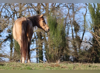 Anglo-Arabo, Stute, 17 Jahre, 162 cm, Buckskin
