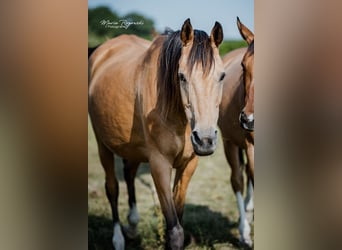 Anglo-Arabo, Stute, 17 Jahre, 162 cm, Buckskin