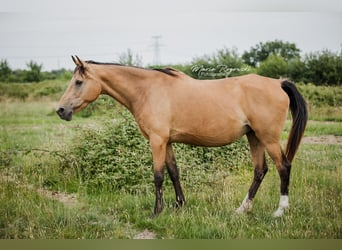 Anglo-Arabo, Stute, 17 Jahre, 162 cm, Buckskin