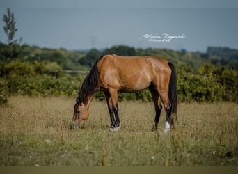 Anglo-Arabo, Stute, 17 Jahre, 162 cm, Buckskin