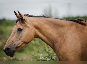 Anglo-Arabo, Stute, 17 Jahre, 162 cm, Buckskin