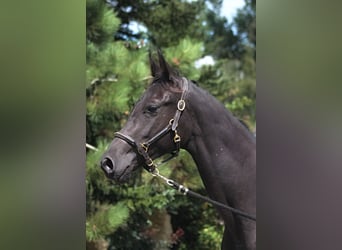 Anglo-Arabo, Stute, 1 Jahr, 164 cm, Rappe