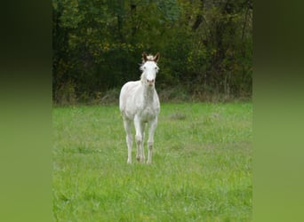 Anglo-Arabo, Stute, 1 Jahr, 165 cm, Sabino