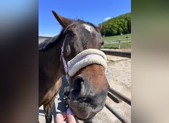 Anglo-Arabo Mix, Stute, 28 Jahre, 153 cm, Brauner