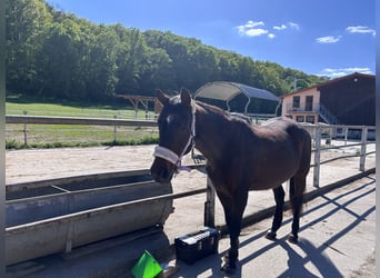 Anglo-Arabo Mix, Stute, 28 Jahre, 153 cm, Brauner