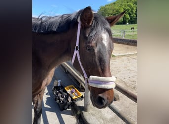 Anglo-Arabo Mix, Stute, 29 Jahre, 153 cm, Brauner