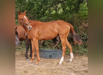 Anglo-Arabo, Stute, 2 Jahre, Dunkelfuchs