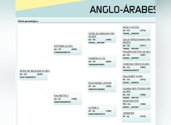 Anglo-Arabo, Stute, 4 Jahre, 166 cm, Dunkelbrauner