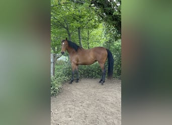 Anglo-Arabo, Stute, 4 Jahre, 166 cm, Dunkelbrauner