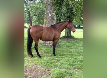 Anglo-Arabo, Stute, 4 Jahre, 166 cm, Dunkelbrauner