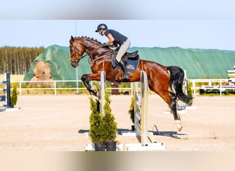Anglo-Arabo, Stute, 4 Jahre, 170 cm, Brauner