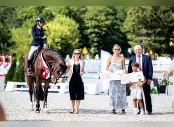 Anglo-Arabo, Stute, 4 Jahre, 170 cm, Brauner