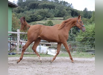 Anglo-Arabo, Stute, 4 Jahre, 171 cm, Fuchs