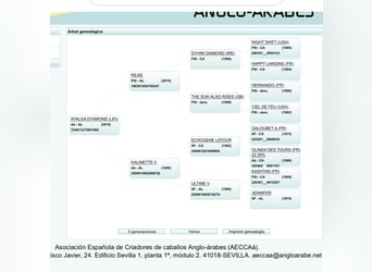 Anglo-Arabo, Stute, 4 Jahre, 171 cm, Fuchs