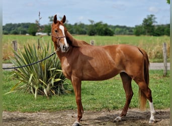 Anglo-Arabo, Stute, 4 Jahre, Fuchs