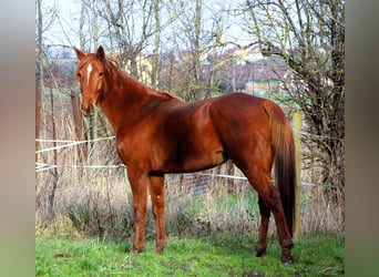 Anglo-Arabo, Stute, 6 Jahre, 158 cm, Fuchs