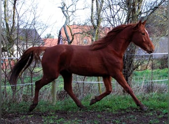 Anglo-Arabo, Stute, 6 Jahre, 158 cm, Fuchs