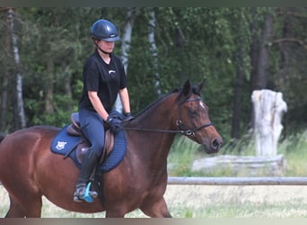 Anglo-Arabo, Stute, 6 Jahre, 162 cm, Brauner