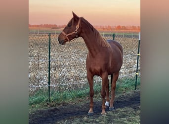 Anglo-Arabo Mix, Stute, 6 Jahre, 163 cm