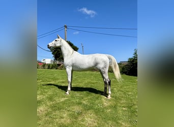Anglo-Arabo, Stute, 7 Jahre, 157 cm, Schimmel