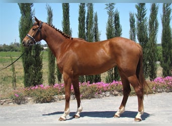 Anglo-Arabo, Stute, 7 Jahre, Fuchs