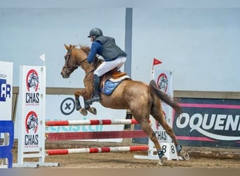 Anglo-Arabo, Stute, 8 Jahre, 162 cm, Fuchs