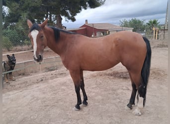 Anglo-Arabo, Stute, 8 Jahre, Brauner