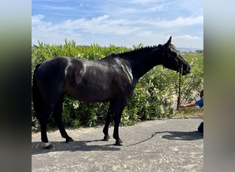 Anglo-Arabo, Stute, 9 Jahre, 160 cm, Rappe
