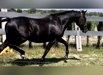 Anglo-Arabo, Stute, 9 Jahre, 160 cm, Rappe