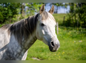 Anglo-Arabo, Wallach, 10 Jahre, 150 cm, Schimmel