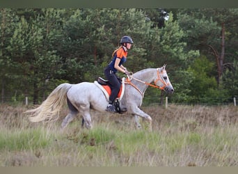 Anglo-Arabo, Wallach, 10 Jahre, 154 cm, Schimmel