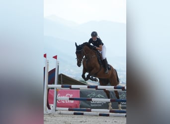 Anglo-Arabo, Wallach, 10 Jahre, 163 cm, Brauner