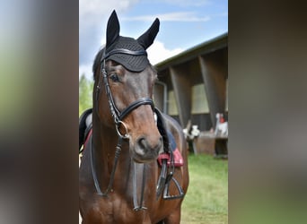 Anglo-Arabo, Wallach, 10 Jahre, 168 cm, Brauner
