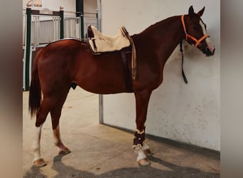 Anglo-Arabo, Wallach, 10 Jahre, 168 cm, Fuchs