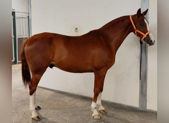 Anglo-Arabo, Wallach, 10 Jahre, 168 cm, Fuchs