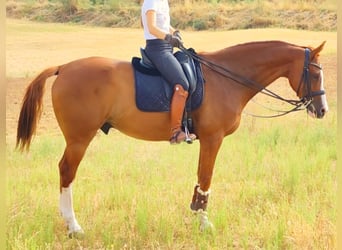 Anglo-Arabo, Wallach, 10 Jahre, 168 cm, Fuchs