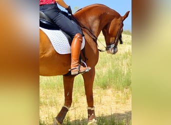 Anglo-Arabo, Wallach, 10 Jahre, 168 cm, Fuchs