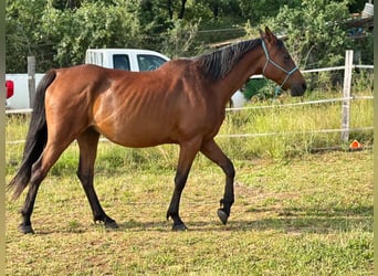 Anglo-Arabo, Wallach, 11 Jahre, 158 cm, Brauner