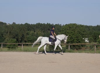 Anglo-Arabo, Wallach, 14 Jahre, 158 cm, Schimmel