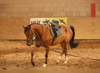 Anglo-Arabo Mix, Wallach, 14 Jahre, 160 cm, Brauner