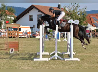 Anglo-Arabo, Wallach, 15 Jahre, 158 cm, Schwarzbrauner