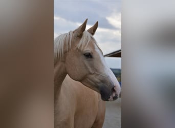 Anglo-Arabo, Wallach, 15 Jahre, 165 cm, Palomino