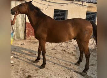 Anglo-Arabo Mix, Wallach, 16 Jahre, 160 cm, Hellbrauner